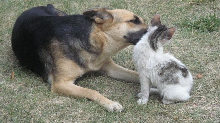animals