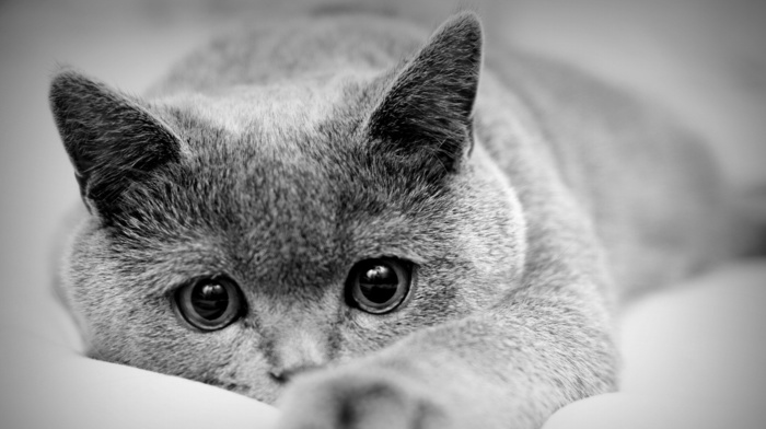 animals, cat, eyes, sight