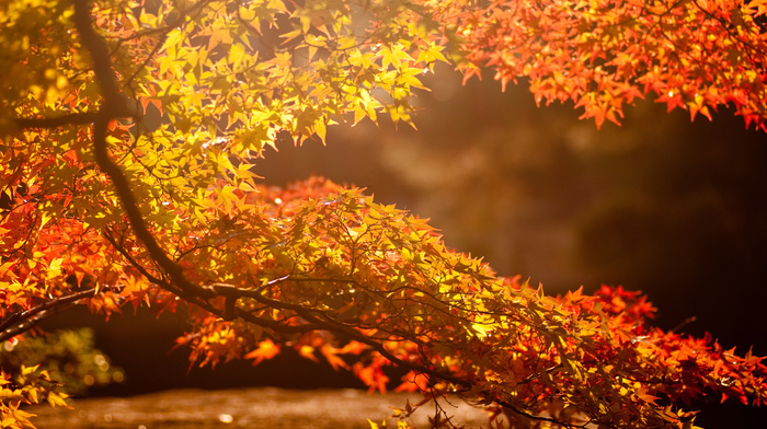 Sun, tree, autumn, background, leaves, highlights