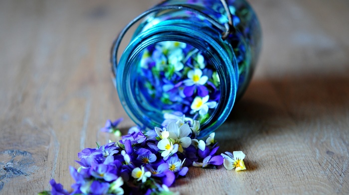 flowers, blue, petals