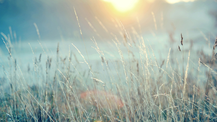 grass, field, Sun, nature