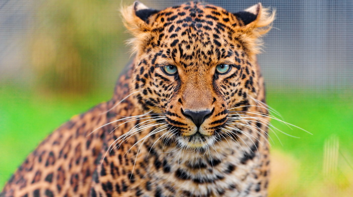leopard, sight, animals, wallpaper