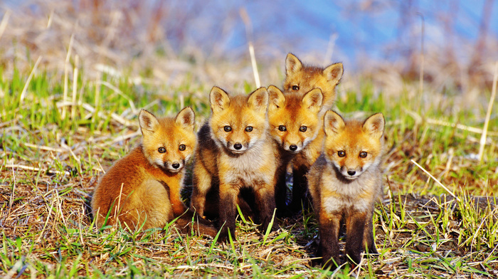 grass, animals