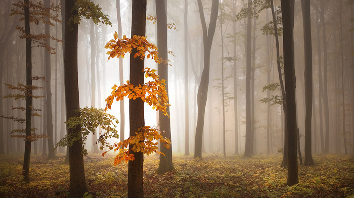 autumn, mist, trees