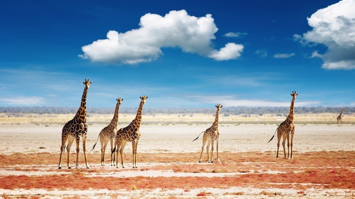 animals, clouds, sky