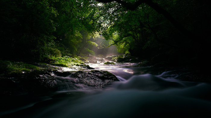 forest, river, nature, light