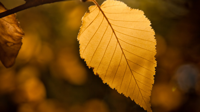 bokeh, autumn, macro, leaf