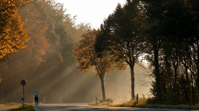 road, trees, autumn, light