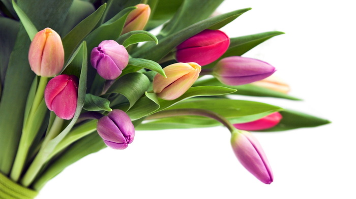 tulips, bouquet, flowers
