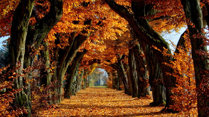 trees, leaves, autumn
