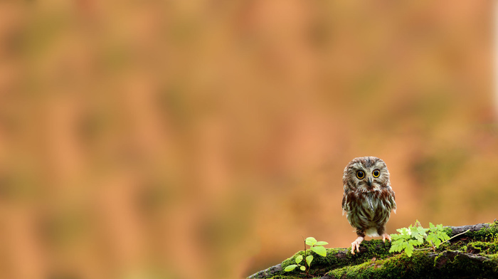 moss, owl, bird, animals, branch