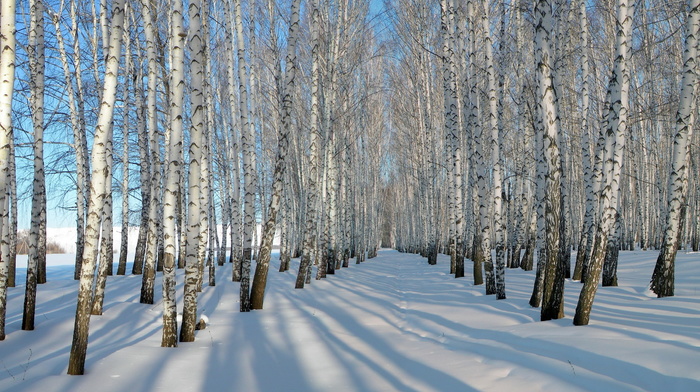 snow, winter