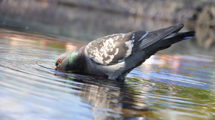 animals, water