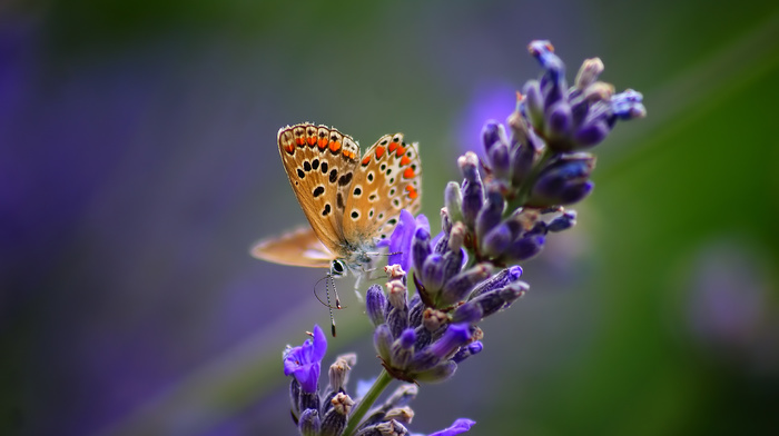 nature, macro, flower, butterfly, plant