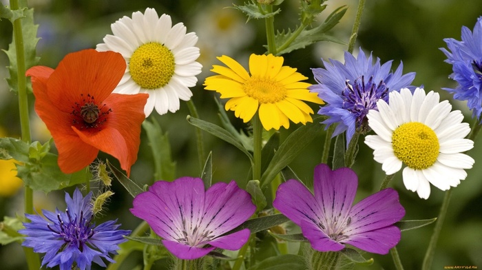 flowers, wallpaper