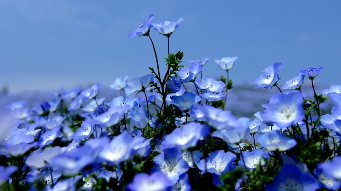 wallpaper, flowers