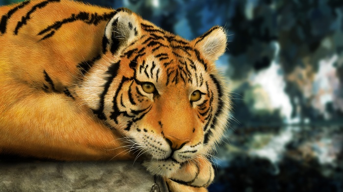 animals, tiger