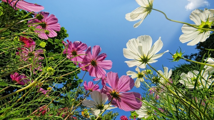 sky, flowers, grass