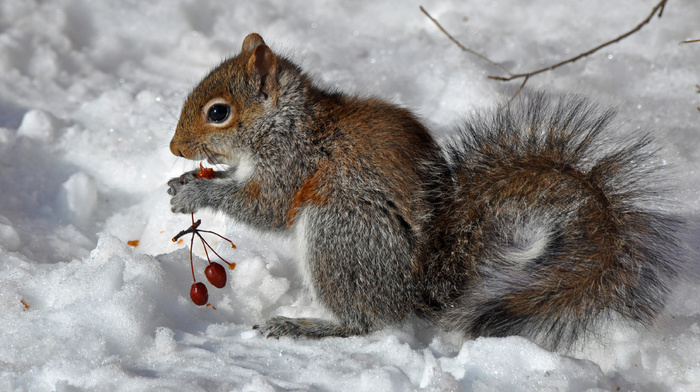 animals, berries, squirrel, winter