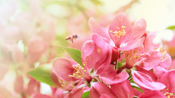 bloom, nature, sakura, spring