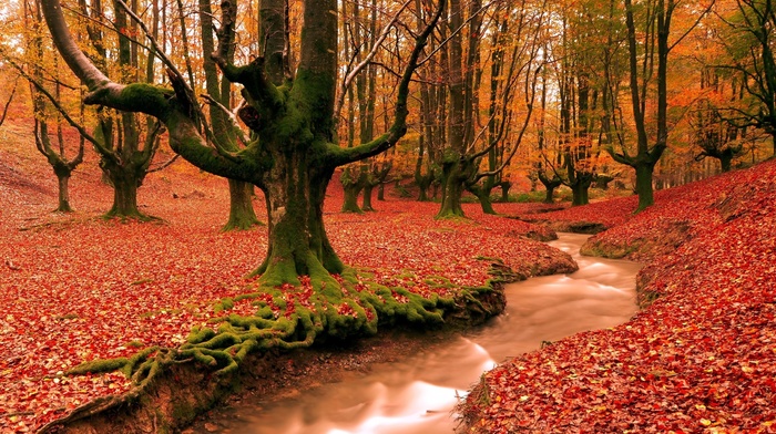 river, forest, autumn