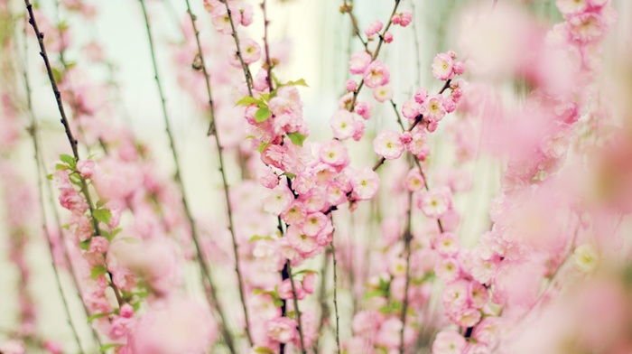 pink, flowers