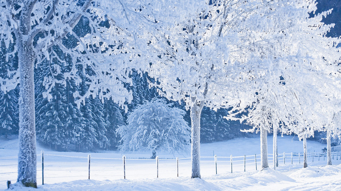 forest, winter, snow