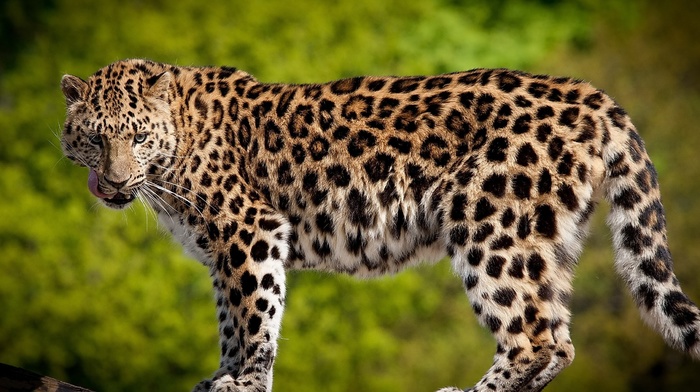 animals, nature, leopard