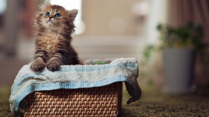 basket, animals, kitten