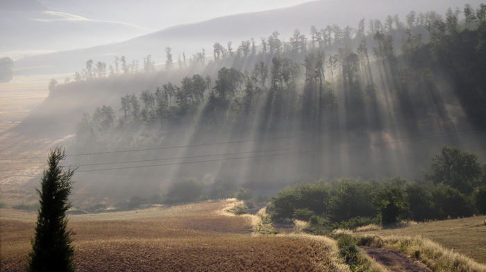 nature, Sun, forest