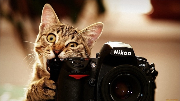 photographer, animals