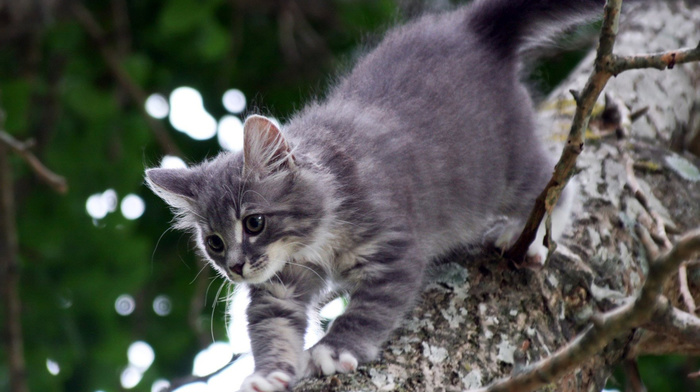 nature, tree, animals