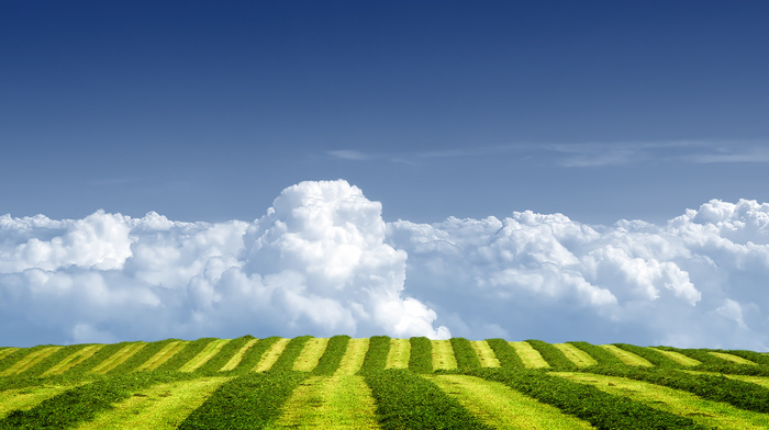 sky, grass, nature