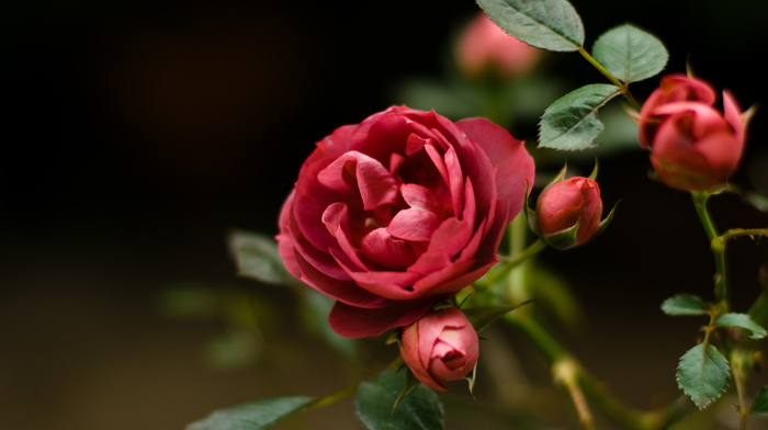 flowers, petals