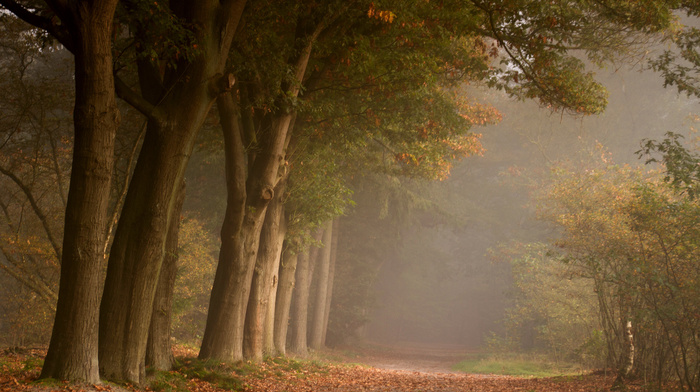 road, nature, autumn, foliage, forest