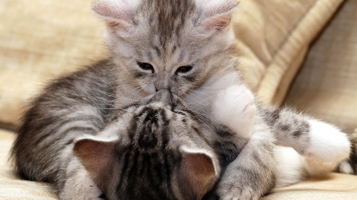 animals