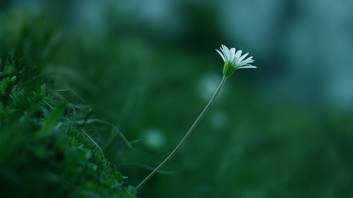 flowers, greenery, white, color, plant, flower, grass