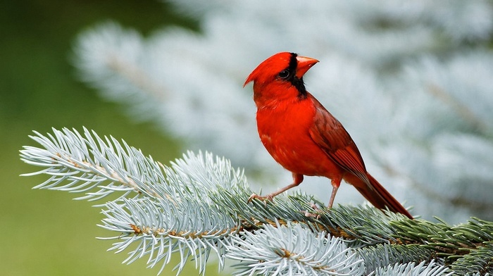 bird, animals, red
