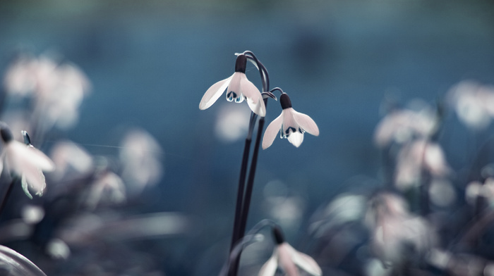 macro, blue, flowers, color