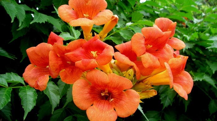petals, flowers