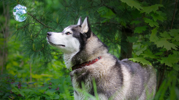 dog, nature, animals