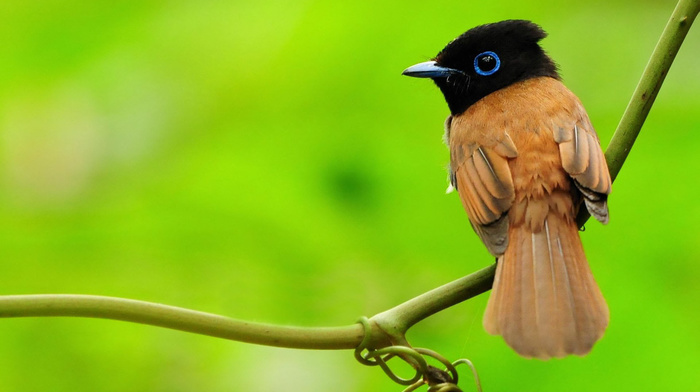 animals, branch, greenery, bird, macro