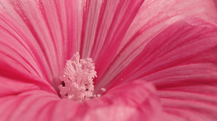 macro, flowers, flower, pink