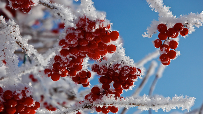 snow, twigs, macro, berries