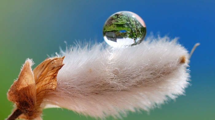 nature, macro