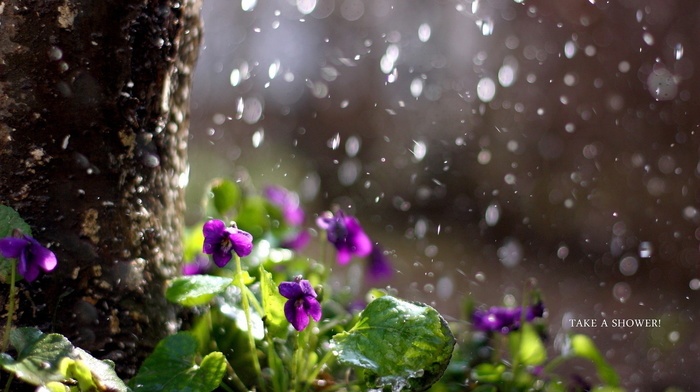 nature, rain, flowers