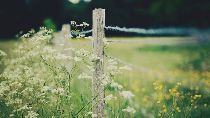 nature, field, fence, macro