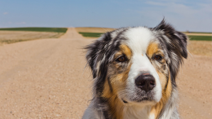 background, animals, sky, dog, road