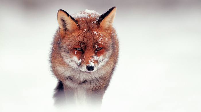 snow, animals, fox, winter