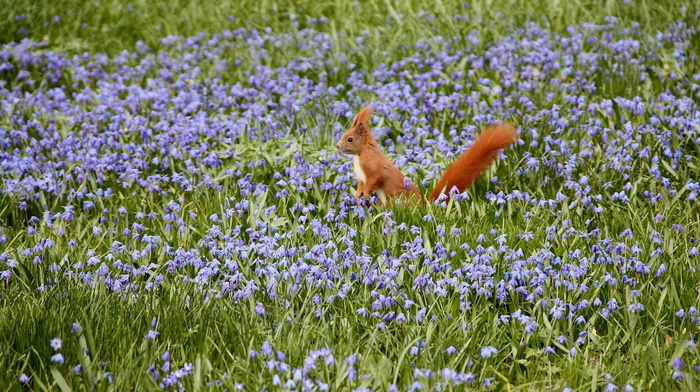 flowers, nature, squirrel, field